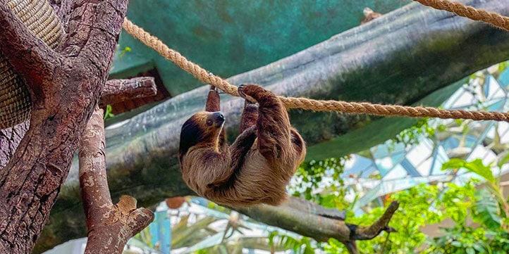 Green Planet Interior